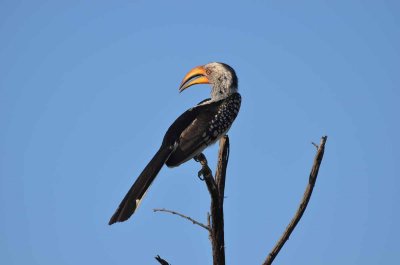 20120501163002Madikwe00874.jpg