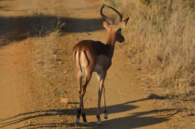 20120501165110Madikwe00878.jpg