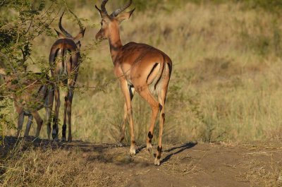 20120501165138Madikwe00881.jpg