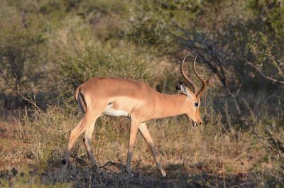 20120501165650Madikwe00883.jpg