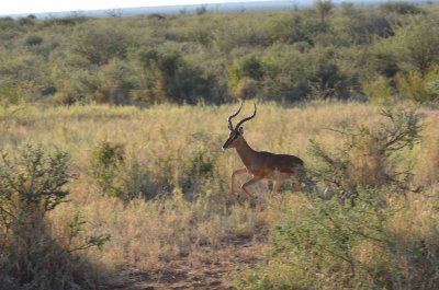 20120501165704Madikwe00885.jpg