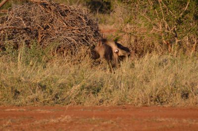 20120501170714Madikwe00896.jpg