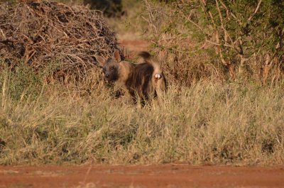 20120501170716Madikwe00898.jpg