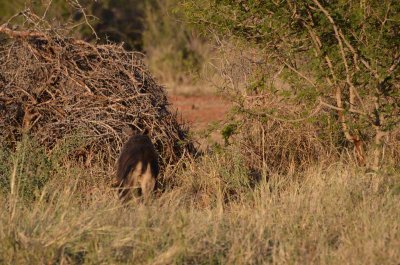 20120501170718Madikwe00899.jpg