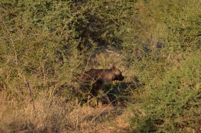 20120501170744Madikwe00903.jpg