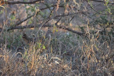 20120501170820Madikwe00906.jpg