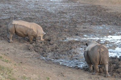 20120501173550Madikwe00921.jpg