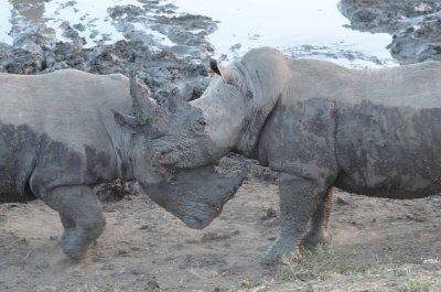 20120501173858Madikwe00953.jpg