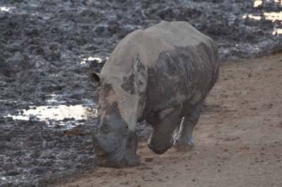 20120501174406Madikwe00990.jpg