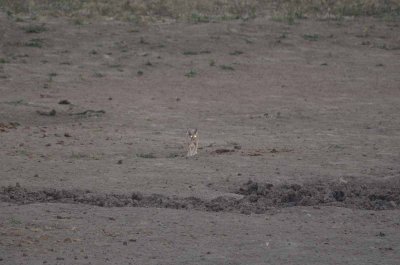 20120501174846Madikwe00994.jpg