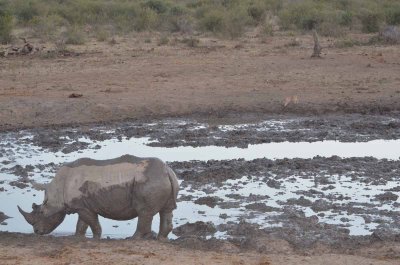 20120501175026Madikwe00999.jpg