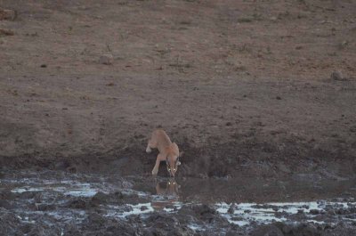 20120501175140Madikwe01003.jpg