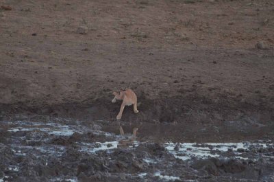 20120501175222Madikwe01005.jpg