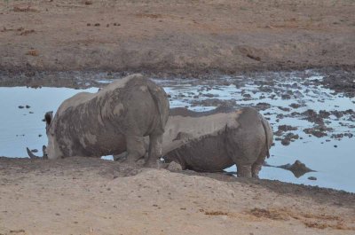 20120501175248Madikwe01006.jpg