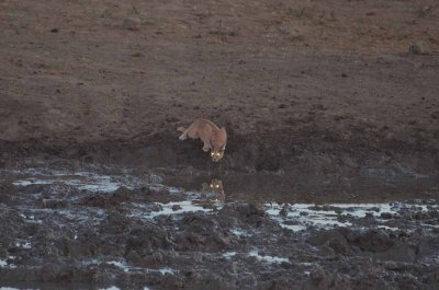 20120501175254Madikwe01007.jpg