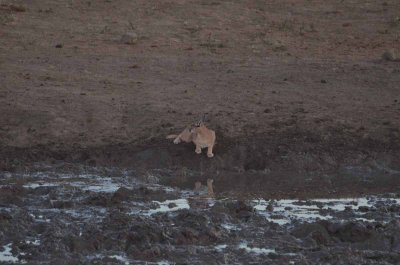 20120501175320Madikwe01008.jpg