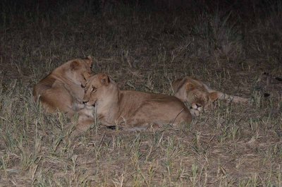 20120501185540Madikwe01017.jpg