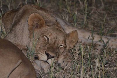 20120501185628Madikwe01019.jpg