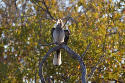 20120502072206Madikwe01358.jpg