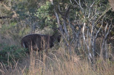 20120506161040Pietermaritzburg00277.jpg