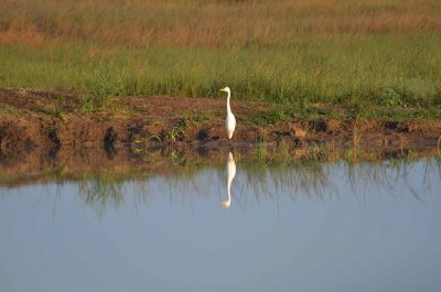 20120507070310Phinda00064.jpg