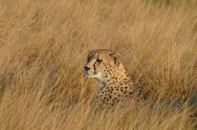 20120507072428Phinda00098.jpg