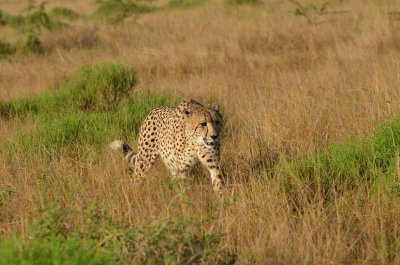 20120507075046Phinda00252.jpg