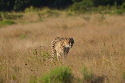 20120507075148Phinda00269.jpg