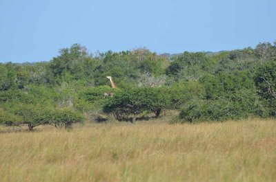 20120507084450Phinda00321.jpg