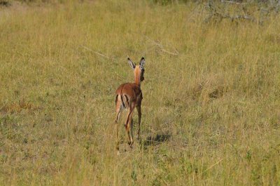 20120507090918Phinda00341.jpg