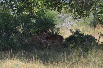 20120507091116Phinda00357.jpg