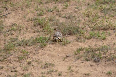 20120507143728Phinda00547.jpg