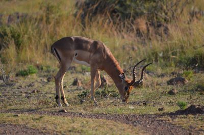 20120507160124Phinda00613.jpg