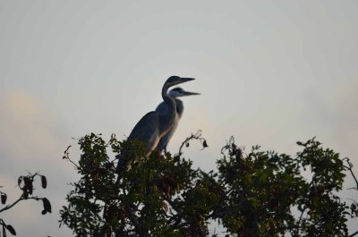20120507163846Phinda00627.jpg
