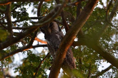 20120508063034Phinda00226.jpg