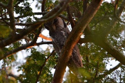 20120508063038Phinda00228.jpg