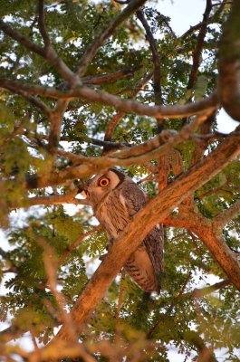 20120508063210Phinda00006.jpg