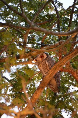 20120508063212Phinda00008.jpg