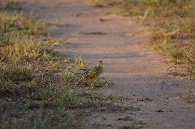 20120508065744Phinda00234.jpg