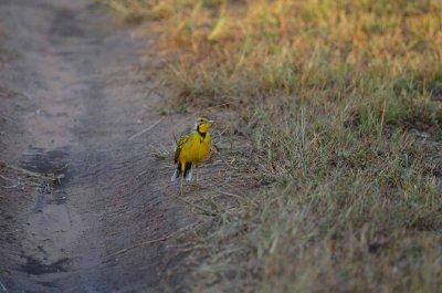 20120508065750Phinda00238.jpg
