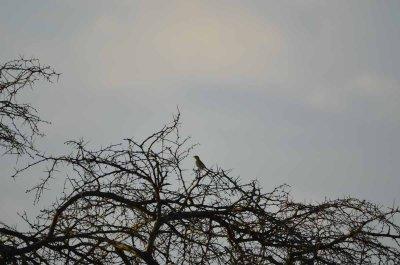20120508072146Phinda00241.jpg