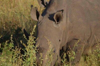 20120508072538Phinda00251.jpg