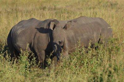 20120508072752Phinda00044.jpg