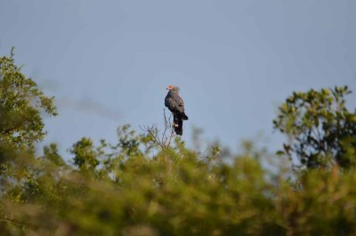 20120508074404Phinda00283.jpg