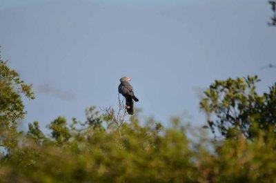 20120508074452Phinda00289.jpg
