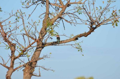 20120508074856Phinda00060.jpg