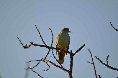 20120508080944Phinda00296.jpg