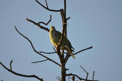 20120508080948Phinda00298.jpg