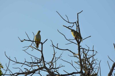 20120508081024Phinda00072.jpg