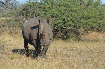20120508082232Phinda00075.jpg
